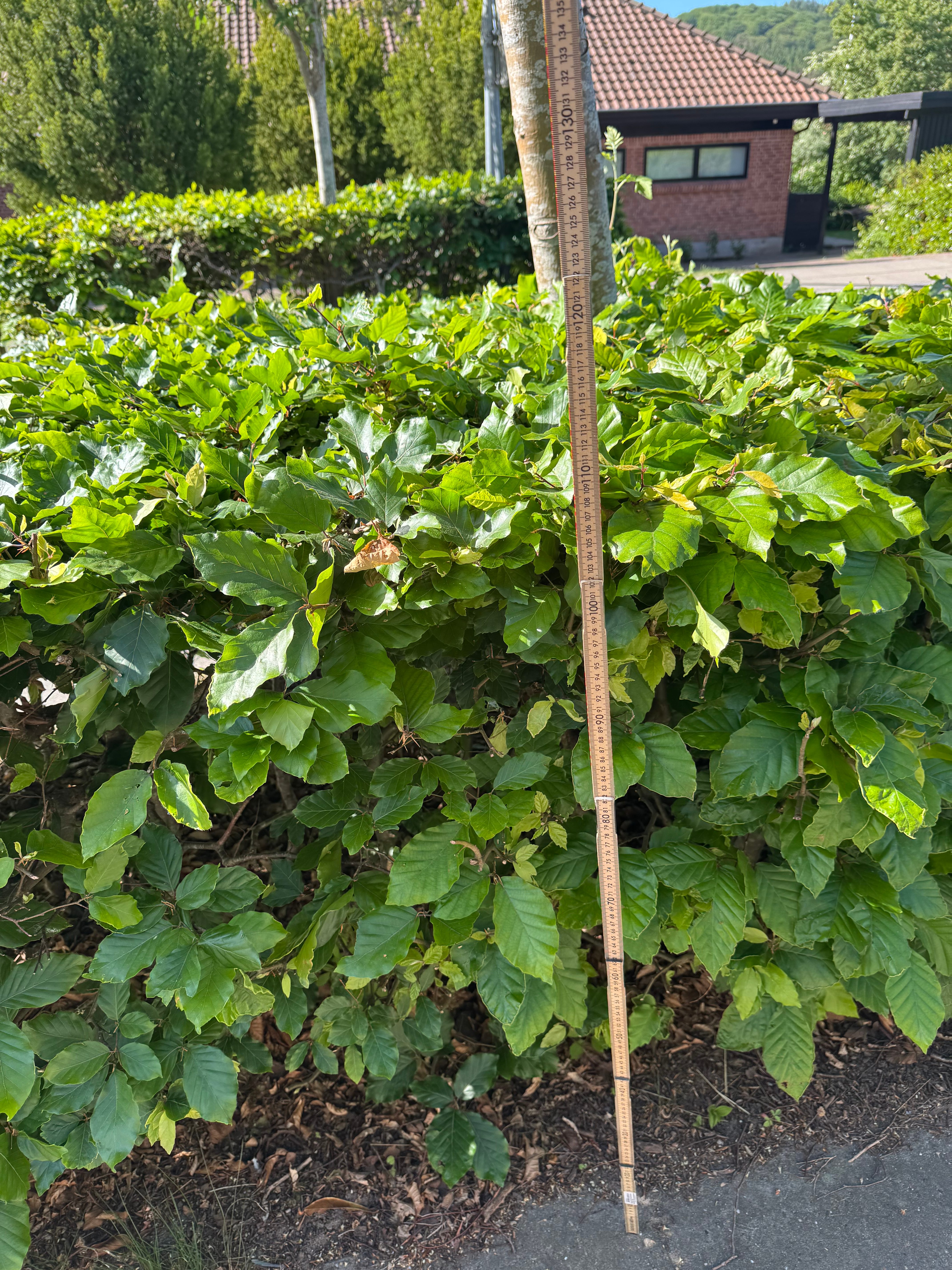 Tommestok holdt op mod helleanlæggets beplantning. Beplantningen rager 110-115 cm op over fortovet (120-125 cm over vejbanen)