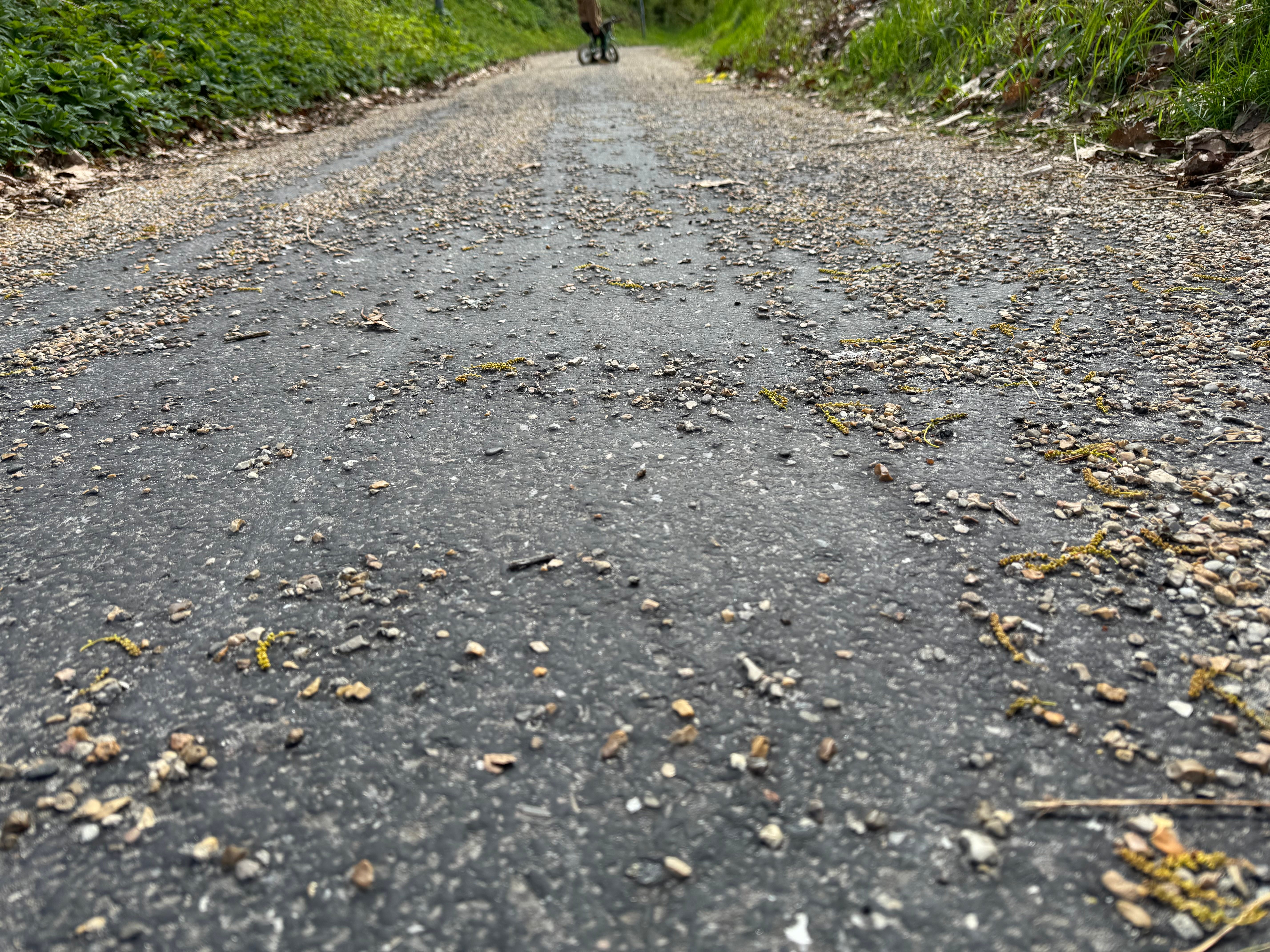 Lavt vinkelfoto fra midten af nedkørselen. Den ru asfaltoverflade i forgrunden med spredte blade og kviste; en cyklist synlig langt nede ad stien